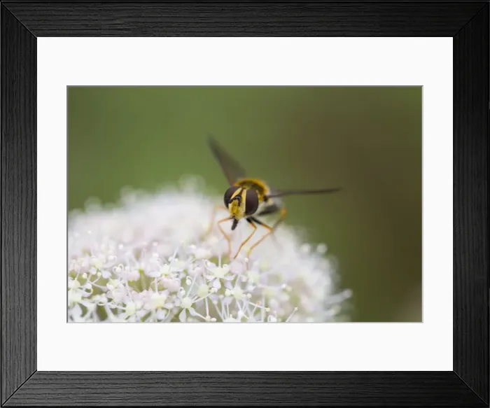 Framed Print : Hoverfly - on Flower - UK Framed Print : Hoverfly - on Flower - UK