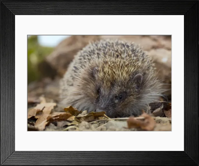 Framed Print : Hedgehog - UK Framed Print : Hedgehog - UK