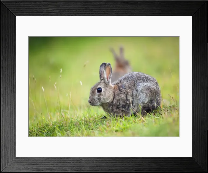 Framed Print : Rabbit - Cornwall - UK Framed Print : Rabbit - Cornwall - UK