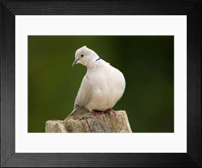 Framed Print : Collared Dove - Cornwall - UK Framed Print : Collared Dove - Cornwall - UK