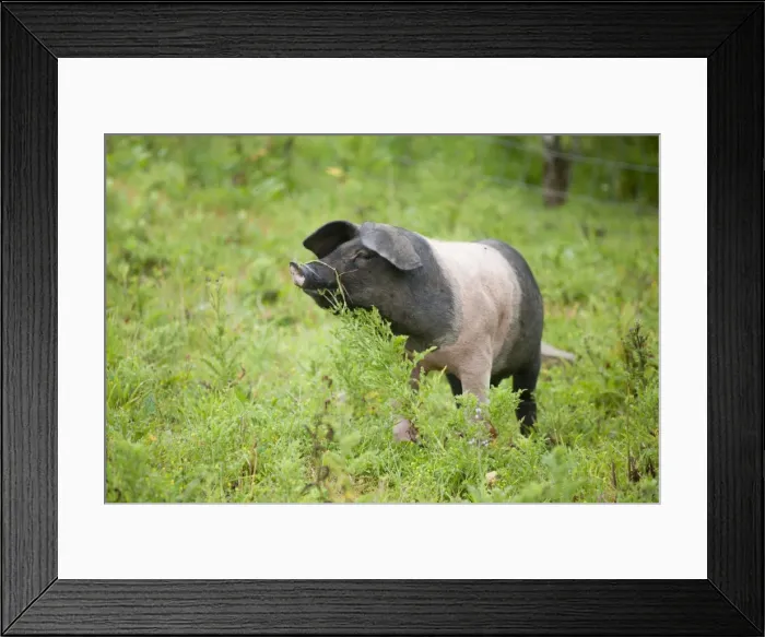 Framed Print : Saddleback Pig - piglet - Cornwall - UK Framed Print : Saddleback Pig - piglet - Cornwall - UK