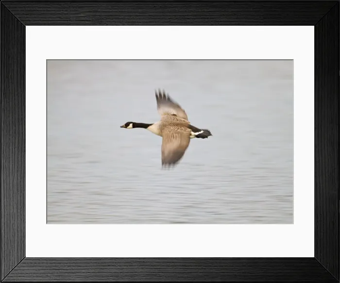 Framed Print : Canada Goose - in flight - Cornwall - UK Framed Print : Canada Goose - in flight - Cornwall - UK