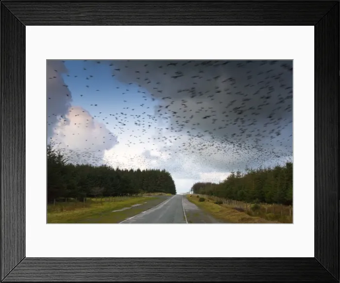 Framed Print : Starlings - going to roost - Davidstow - Cornwall - UK