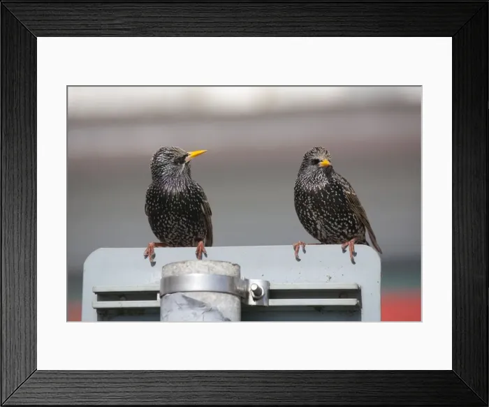 Framed Print : Starlings - on a road sign - Cornwall - UK Framed Print : Starlings - on a road sign - Cornwall - UK