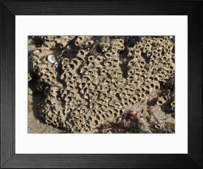 Framed Print : Honeycomb Worm Tubes - Low Tide Shore - UK Framed Print : Honeycomb Worm Tubes - Low Tide Shore - UK