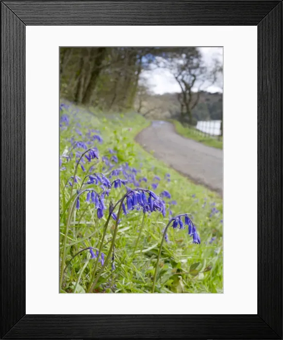 Framed Print : Bluebells - on roadside verge in spring - Penrose, Helston, Cornwall, UK Framed Print : Bluebells - on roadside verge in spring - Penrose, Helston, Cornwall, UK