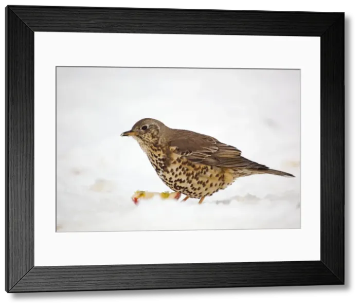 Framed Print : Mistle Thrush - with apple in snow - winter - UK Framed Print : Mistle Thrush - with apple in snow - winter - UK