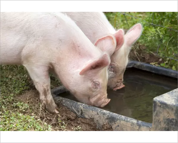 Middle White Cross Pig - piglets drinking from trough - Cornwall - UK