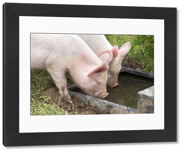 Middle White Cross Pig - piglets drinking from trough - Cornwall - UK