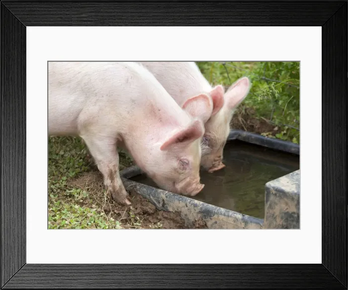Framed Print : Middle White Cross Pig - piglets drinking from trough - Cornwall - UK Framed Print : Middle White Cross Pig - piglets drinking from trough - Cornwall - UK