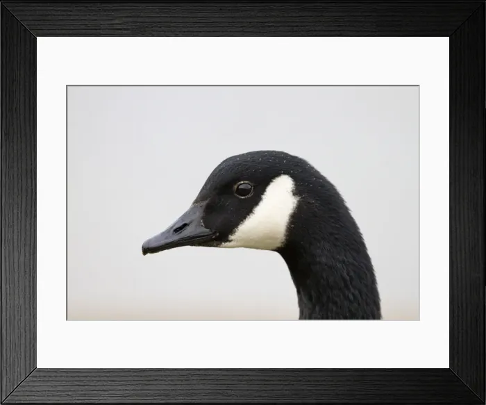 Framed Print : Canada Goose - portrait - Cornwall - UK Framed Print : Canada Goose - portrait - Cornwall - UK