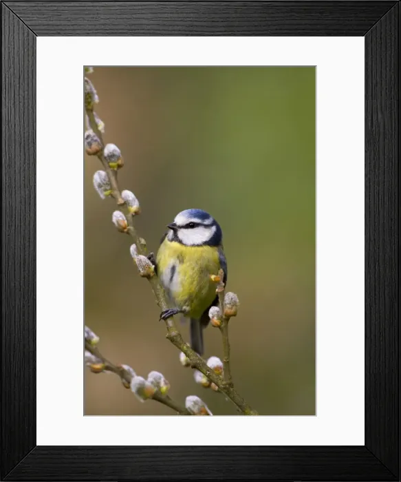 Framed Print : Blue Tit - on pussy willow - Cornwall - UK Framed Print : Blue Tit - on pussy willow - Cornwall - UK