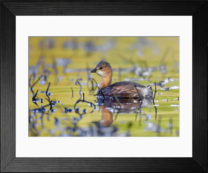 Framed Print : Little Grebe - Tehidy - Cornwall - UK Framed Print : Little Grebe - Tehidy - Cornwall - UK