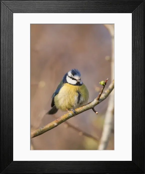 Framed Print : Blue Tit - Cornwall - UK Framed Print : Blue Tit - Cornwall - UK