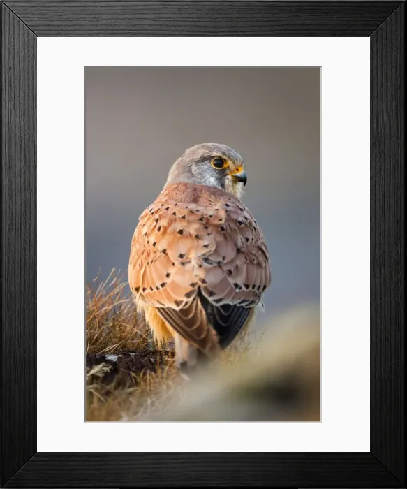 Framed Print : Kestrel - male - UK Framed Print : Kestrel - male - UK