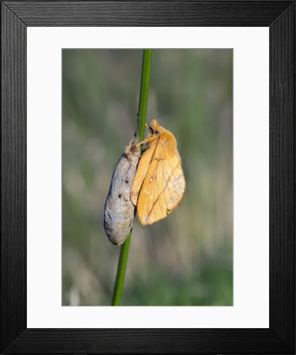 Framed Print : Drinker Moth - on cocoon - UK Framed Print : Drinker Moth - on cocoon - UK