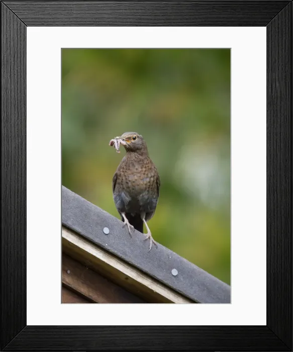 Framed Print : Blackbird - female with worms in beak - UK Framed Print : Blackbird - female with worms in beak - UK