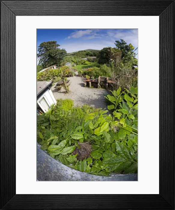 Framed Print : Blackbird - nest in Wisteria with young - taken from upstairs window in summer - UK