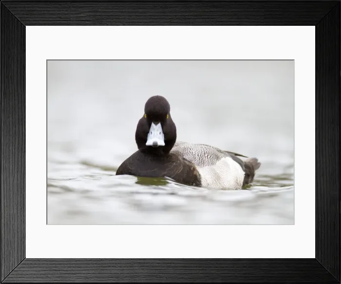 Framed Print : Lesser Scaup - drake - winter - Cornwall - UK Framed Print : Lesser Scaup - drake - winter - Cornwall - UK