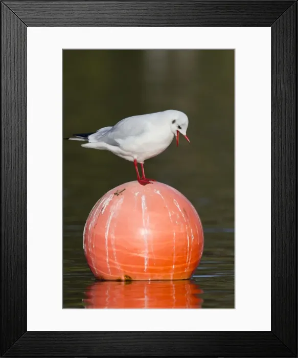 Framed Print : Black Headed Gull - on buoy - winter - Cornwall - UK