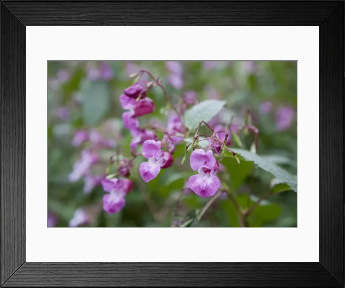 Framed Print : Himalayan Balsam - Cornwall - UK Framed Print : Himalayan Balsam - Cornwall - UK