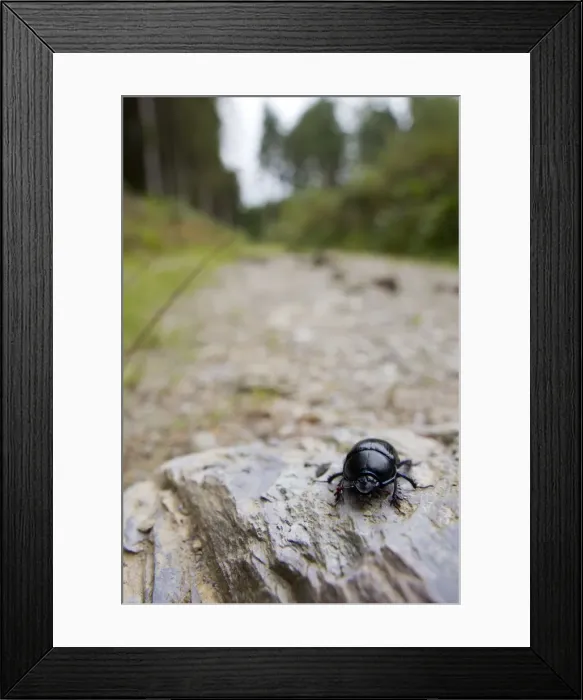 Framed Print : Dor Beetle - Ladock Woods - Cornwall - UK