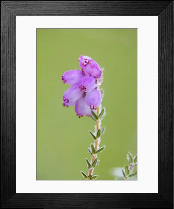 Framed Print : Cross Leaved Heath - UK Framed Print : Cross Leaved Heath - UK