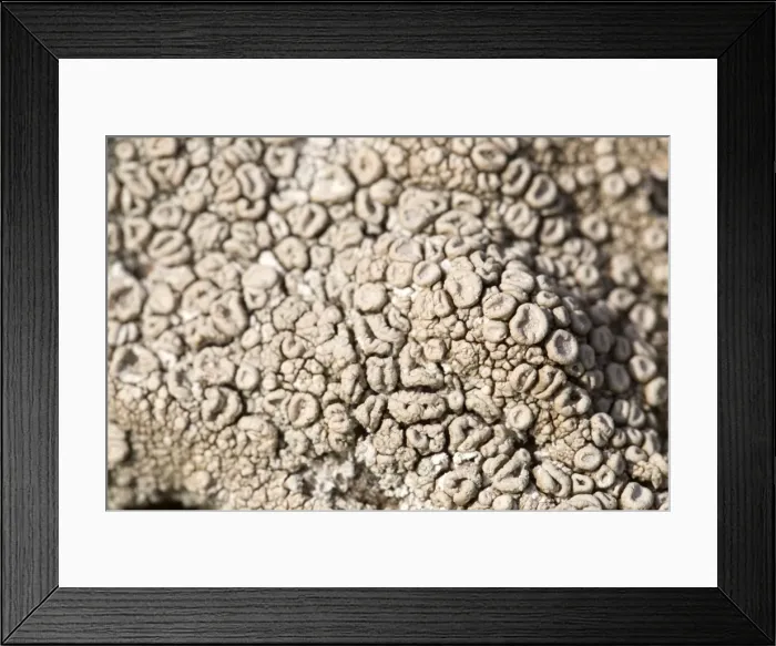 Framed Print : Crab's Eye Lichen - UK Framed Print : Crab's Eye Lichen - UK