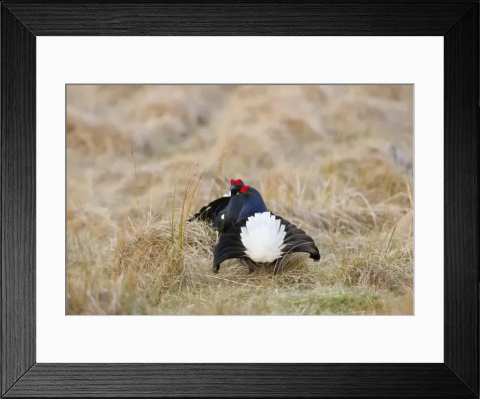 Framed Print : Black Grouse - males lekking at lek site - Scotland, UK Framed Print : Black Grouse - males lekking at lek site - Scotland, UK