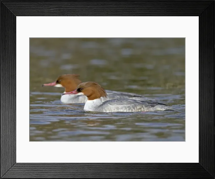 Framed Print : Goosander - female - winter - Cornwall - UK Framed Print : Goosander - female - winter - Cornwall - UK