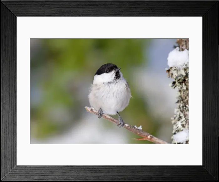Framed Print : Willow Tit - winter - Norway Framed Print : Willow Tit - winter - Norway
