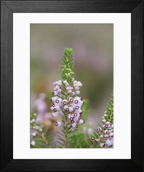 Framed Print : Cornish Heath - Cornwall, UK Framed Print : Cornish Heath - Cornwall, UK