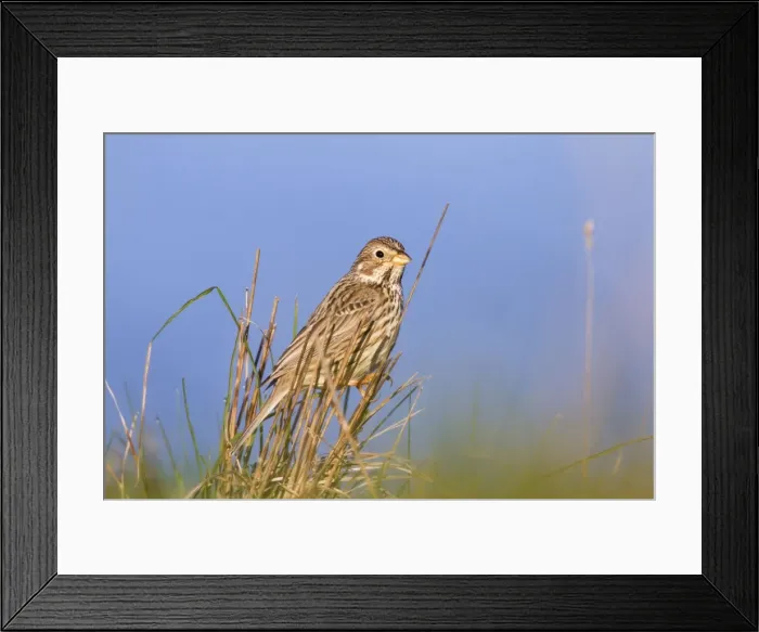 Framed Print : Corn Bunting - UK Framed Print : Corn Bunting - UK