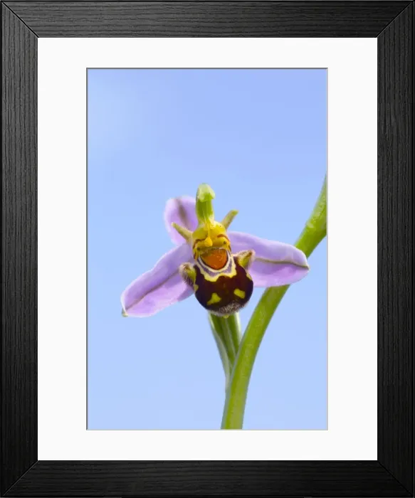 Framed Print : Bee Orchid - summer - Pyrennes, Spain Framed Print : Bee Orchid - summer - Pyrennes, Spain