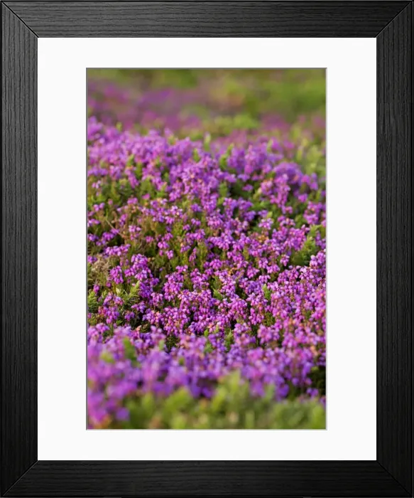 Framed Print : Bell Heather - Summer - Cornwall, UK Framed Print : Bell Heather - Summer - Cornwall, UK