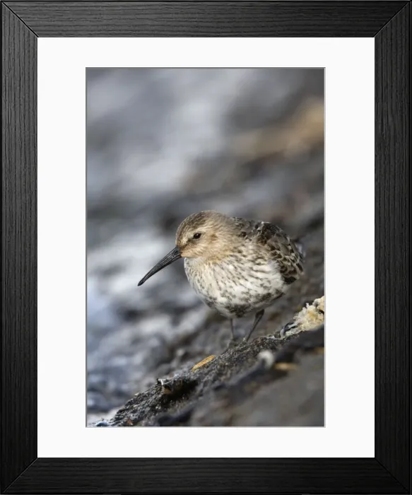 Framed Print : Dunlin - Hayle estuary - Cornwall - UK Framed Print : Dunlin - Hayle estuary - Cornwall - UK