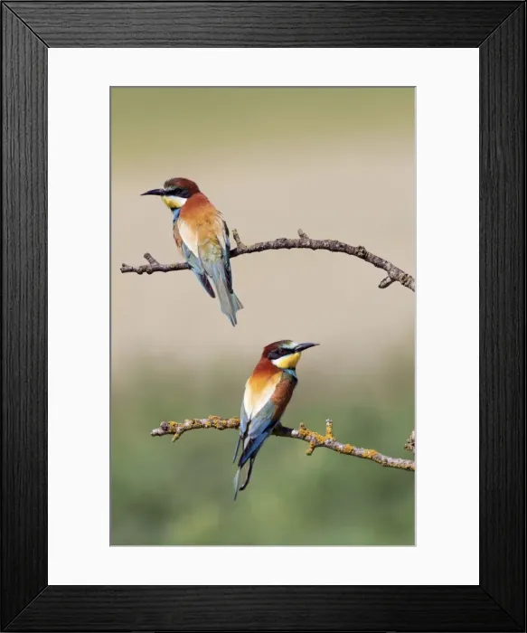 Framed Print : European Bee-eaters - summer - Spain Framed Print : European Bee-eaters - summer - Spain