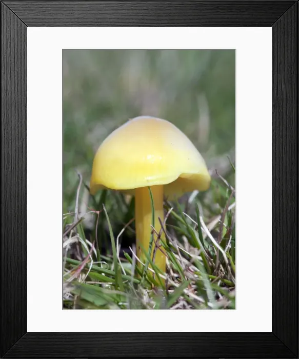 Framed Print : Wax Cap Fungus - UK Framed Print : Wax Cap Fungus - UK