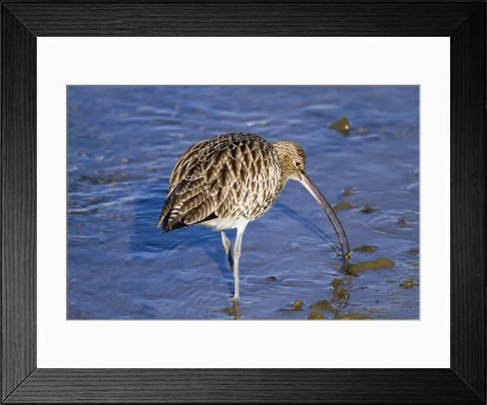 Framed Print : Curlew - with catch - Hayle Estuary - Cornwall - UK Framed Print : Curlew - with catch - Hayle Estuary - Cornwall - UK