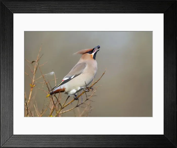 Framed Print : Waxwing - eating a berry - winter - UK Framed Print : Waxwing - eating a berry - winter - UK