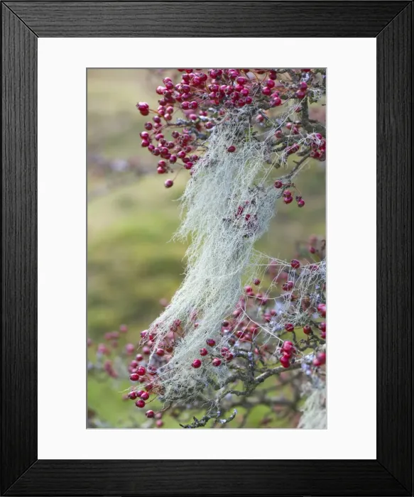 Framed Print : String of Sausages Lichen - Bodmin Moor - Cornwall - UK Framed Print : String of Sausages Lichen - Bodmin Moor - Cornwall - UK