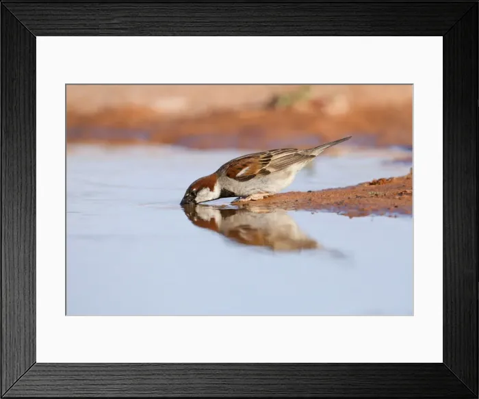 Framed Print : House Sparrow - Male - Drinking - Spain Framed Print : House Sparrow - Male - Drinking - Spain
