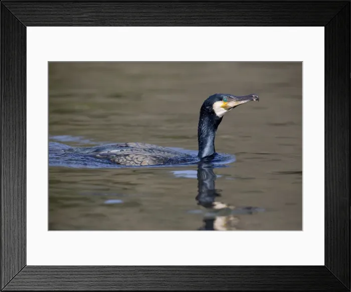 Framed Print : Cormorant - in water - Cornwall, UK Framed Print : Cormorant - in water - Cornwall, UK