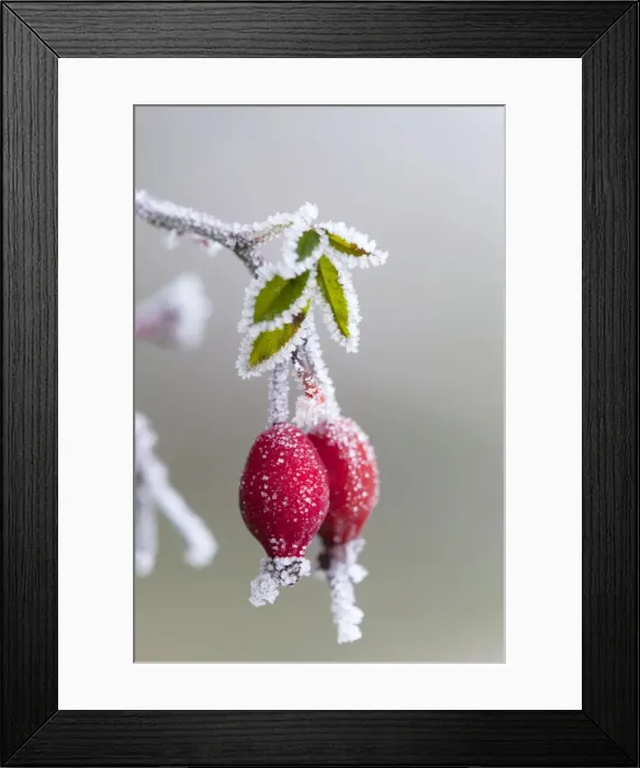 Framed Print : Frost on a rose hip - winter - UK Framed Print : Frost on a rose hip - winter - UK