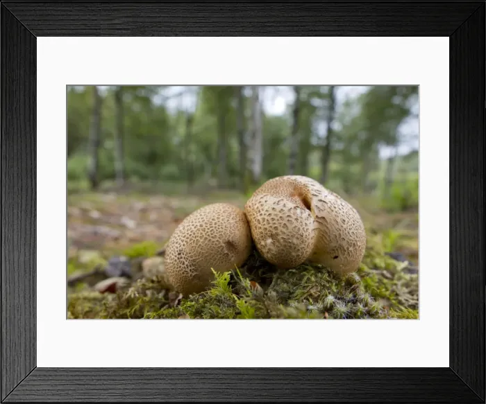 Framed Print : Common Earthballs - Ladock Wood, Cornwall, UK