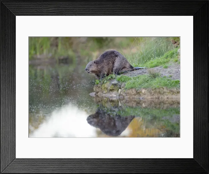 Framed Print : Beaver - on river bank - controlled conditions - UK Framed Print : Beaver - on river bank - controlled conditions - UK