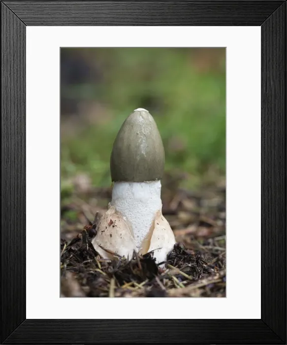 Framed Print : Common Stinkhorn - fungus - UK Framed Print : Common Stinkhorn - fungus - UK