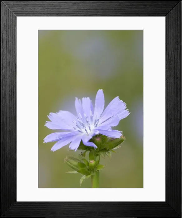 Framed Print : Chicory Flower - Cornwall - UK Framed Print : Chicory Flower - Cornwall - UK