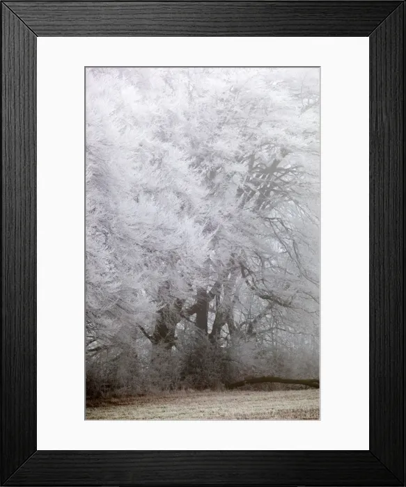 Framed Print : Frost on Beach Trees - winter - UK Framed Print : Frost on Beach Trees - winter - UK