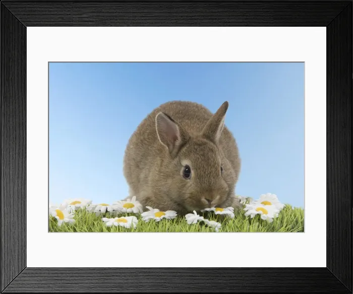 Framed Print : Young Rabbit - on grass with daisies Digital Manipulation: blue sky background Framed Print : Young Rabbit - on grass with daisies Digital Manipulation: blue sky background